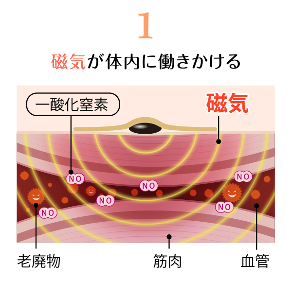 1 磁気が体内に働きかける
