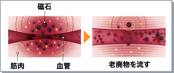筋肉が緊張し硬くなり、筋肉組織内の血管が圧迫され、血行が悪くなり老廃物がたまる、コリの悪循環