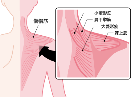 肩を動かす主な筋肉