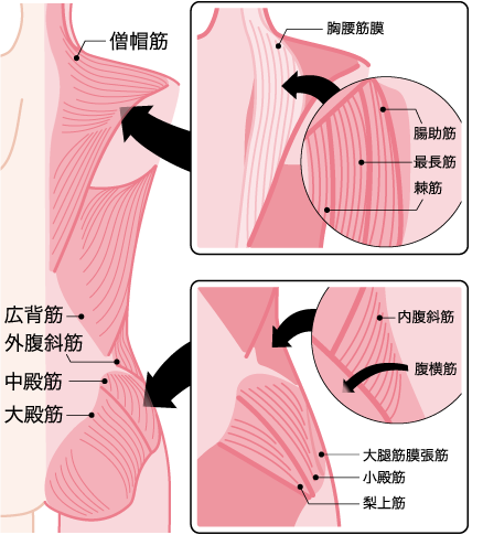 腰を動かす主な筋肉