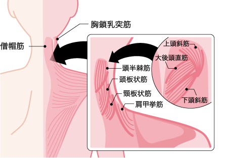 首を動かす主な筋肉